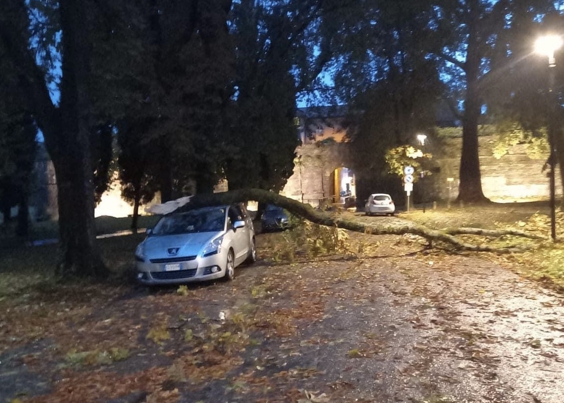 Grandine, alberi caduti e blackout: i danni del maltempo a Gorizia e dintorni