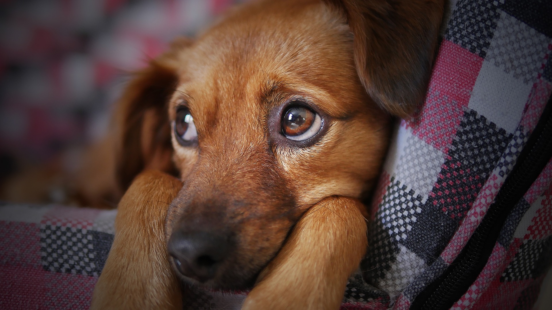 Turriaco, per la gestione dei cani al via la convenzione con quattro comuni del Territorio