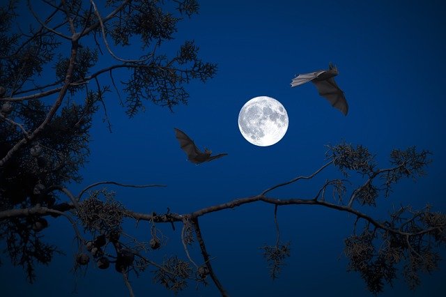 Immagine per Alla scoperta dei pipistrelli in notturna sul Parco dell'Isonzo di Turriaco