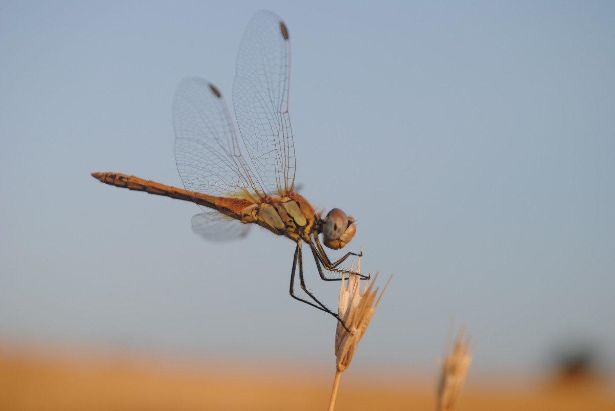 Le curiosità sulle libellule in Friuli Venezia Giulia raccontate a Turriaco