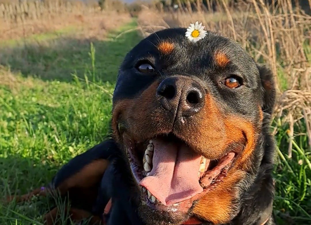 Immagine per Gli sguardi e le coccole dal canile: domenica l'open day per trovare un amico a quattro zampe