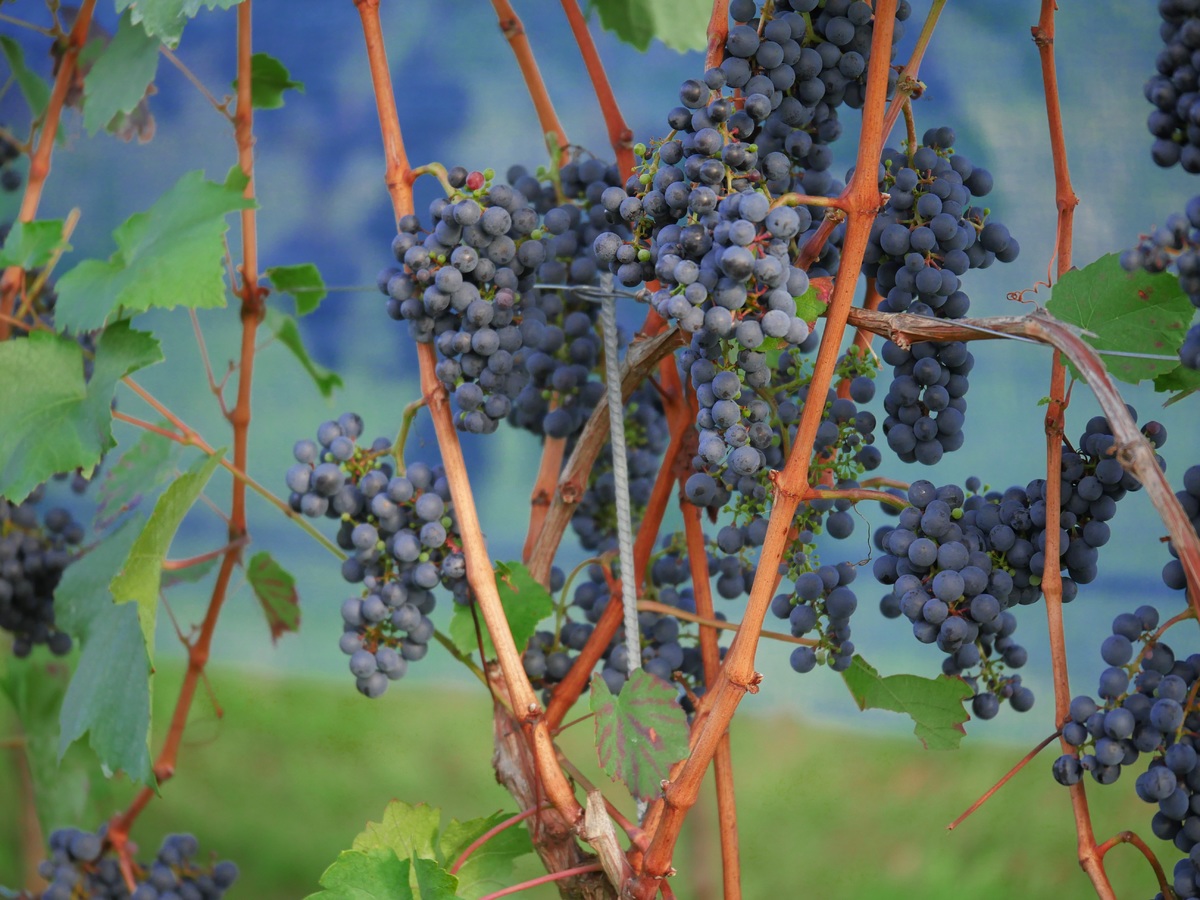 Immagine per La nuova tangenziale di Cervignano del Friuli minaccia l'antico vitigno dell'Obiz