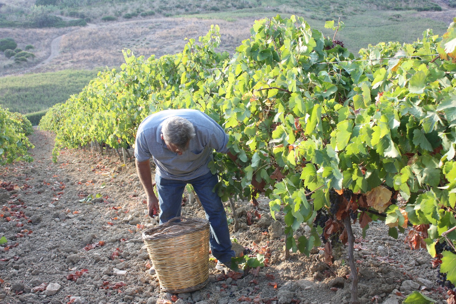 La vendemmia dopo caldo e maltempo sul Collio, inizio atteso entro fine agosto