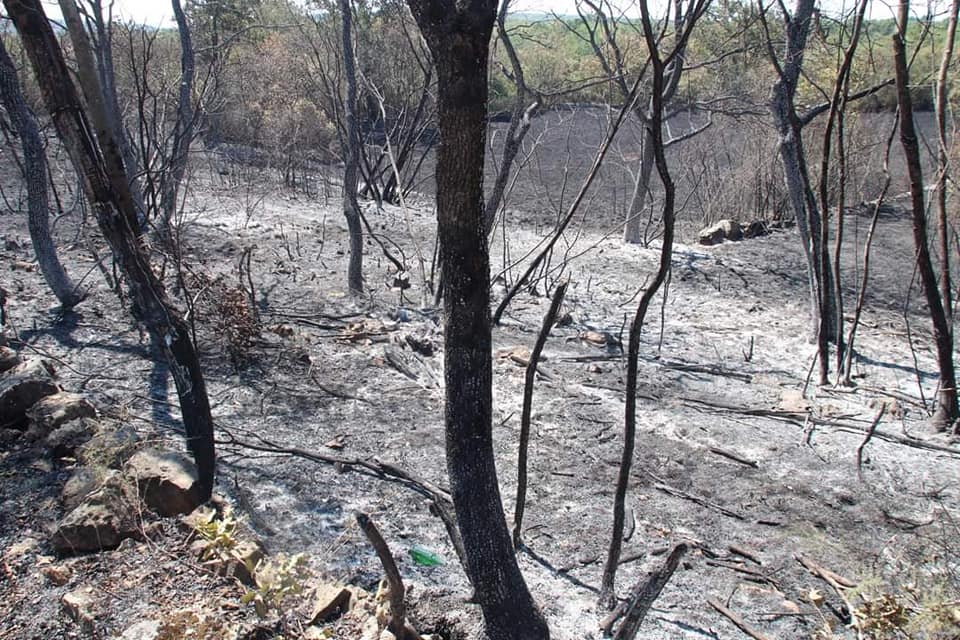 Immagine per Meteo, attesa la pioggia per combattere l'incendio sul Carso