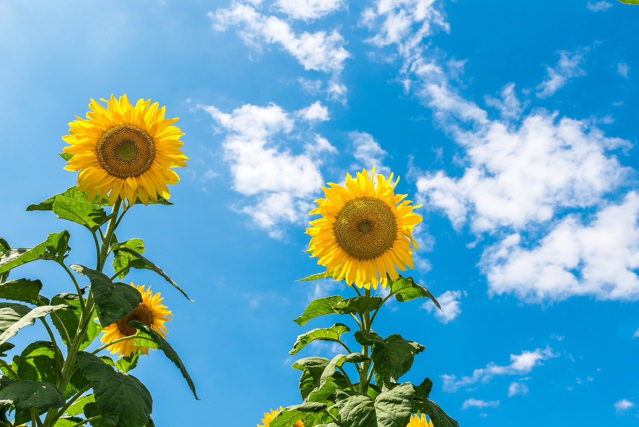 Caldo e sole nell'ultimo weekend di agosto in Fvg, temperature oltre la media