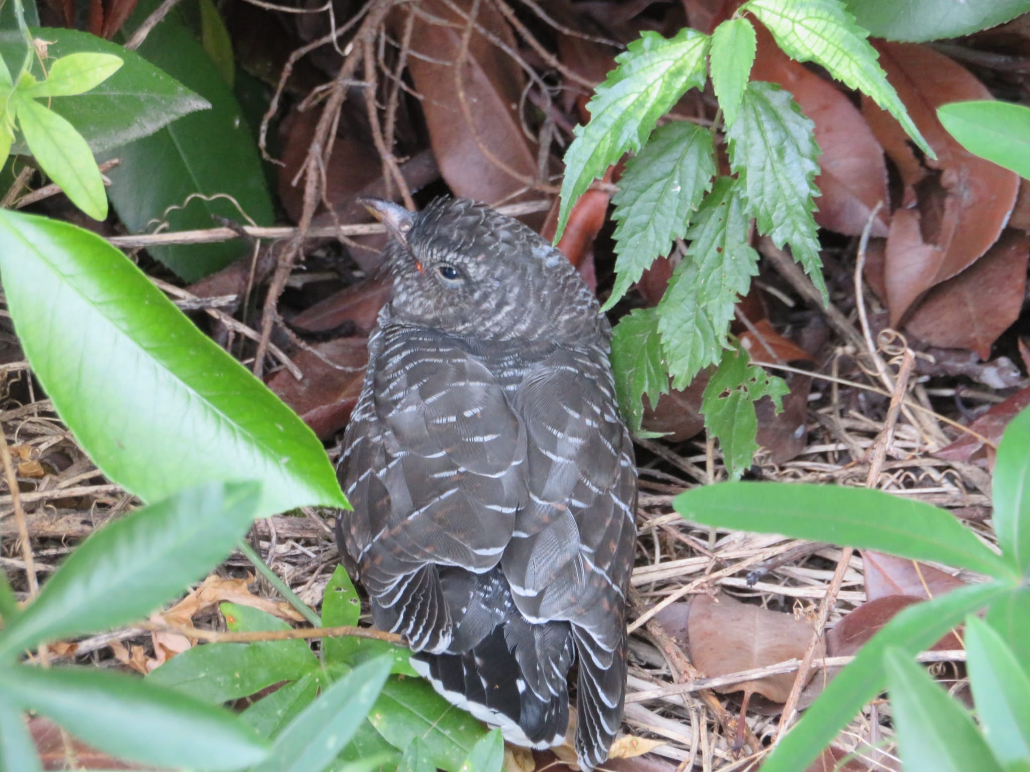Immagine per Cade dal nido e rimane da solo, salvato un piccolo cuculo in centro a Gorizia