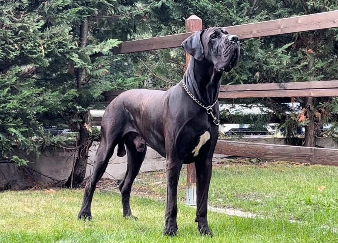 Immagine per La storia di Eros a Capriva, il cane campione delle gare di bellezza che ama i bambini