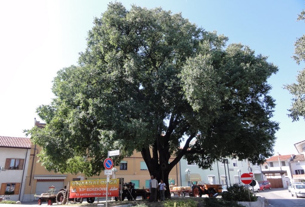 Immagine per Rami del Bobolar all'asta, nasceranno nuovi alberi a Staranzano