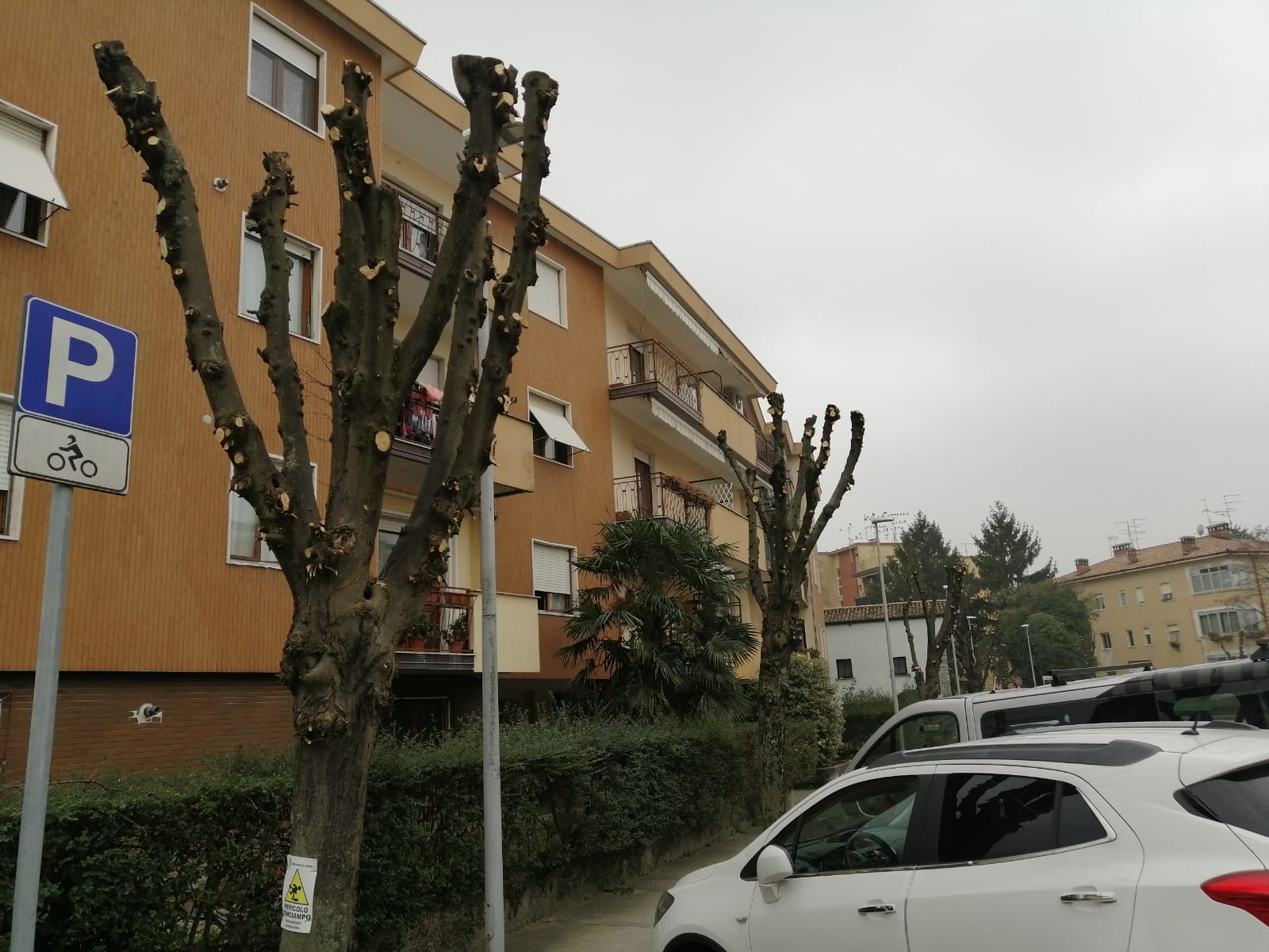 Alberi malati a rischio crollo, analisi su 225 piante in tutta Ronchi