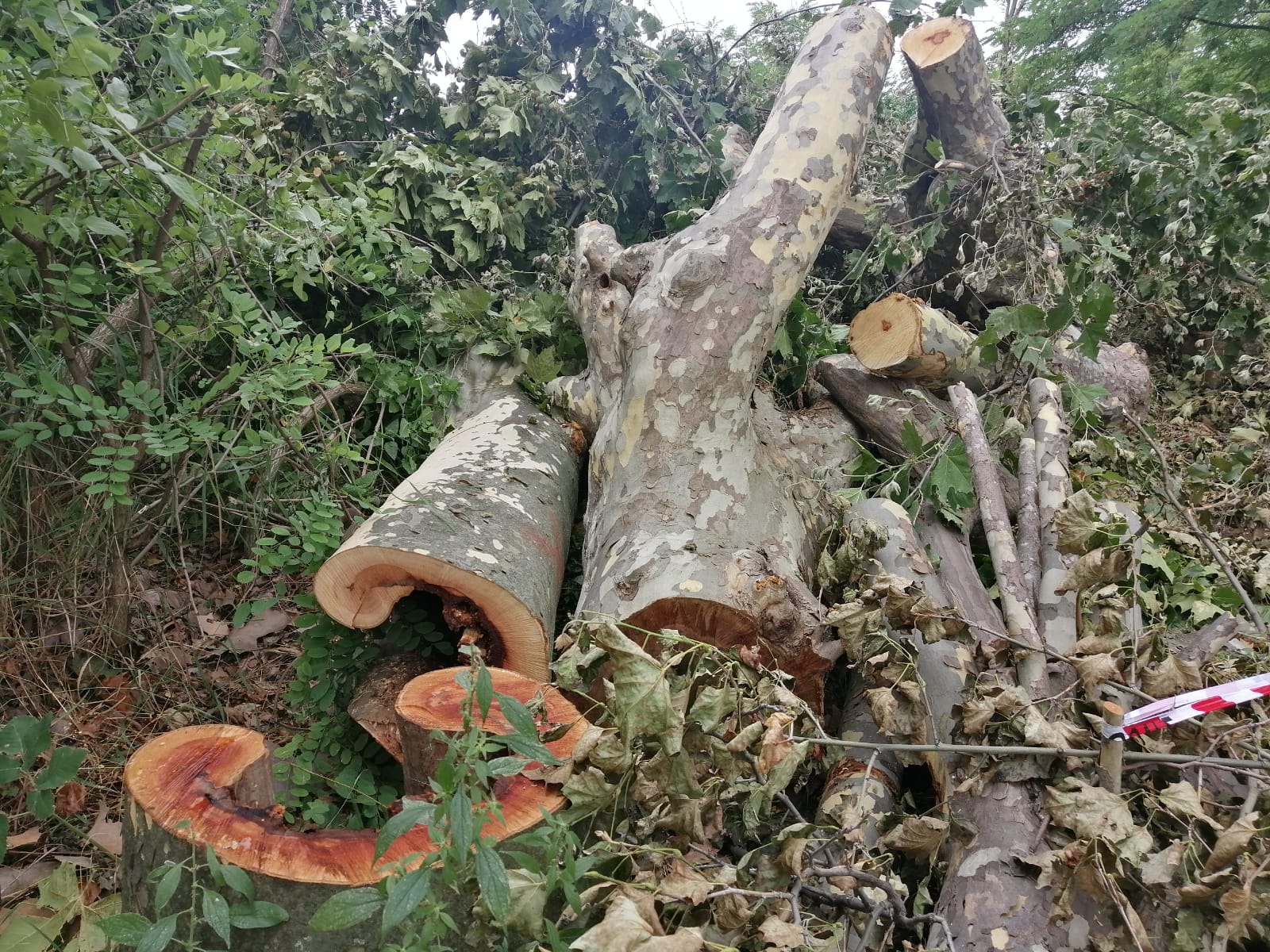 Immagine per Alberi tagliati, scontro a Ronchi tra Legambiente ed ex sindaco Vecchiet