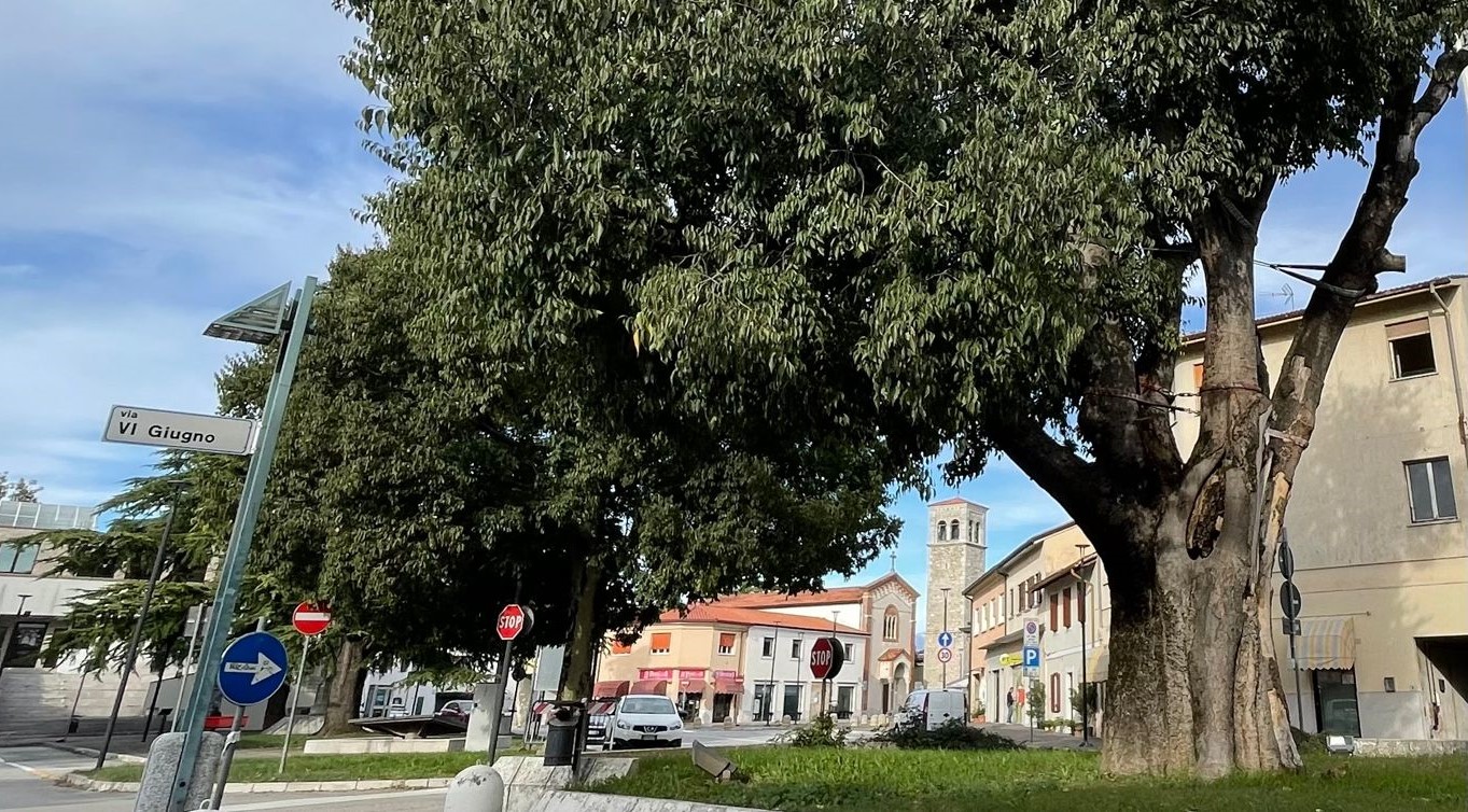 La Regione suggerisce: «Bobolar da tagliare». Corsa contro il tempo a Staranzano