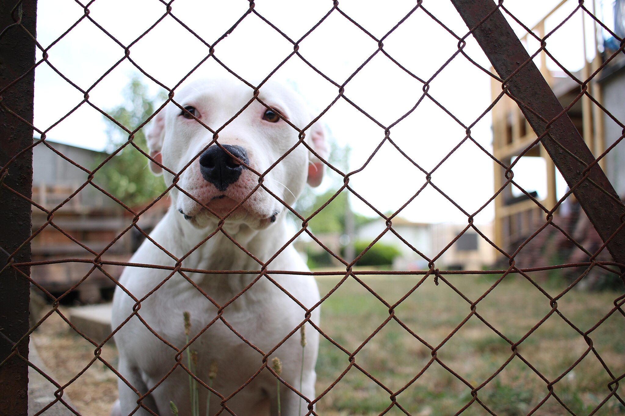 Immagine per Cani 'pericolosi', posti finiti alla Cuccia di Dobbia: arriva la norma della Regione