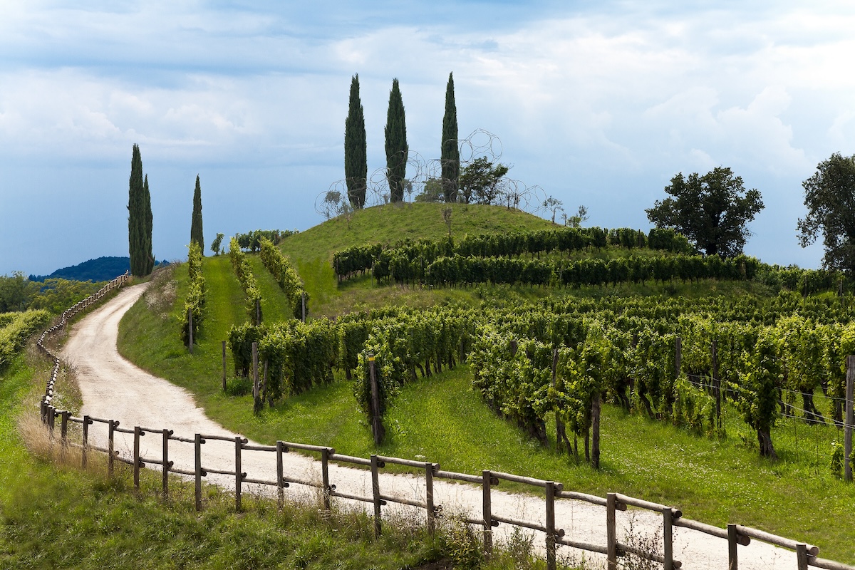 Immagine per A Gradisca dieci anni di Vigne Museum, il viaggio tra architettura e natura