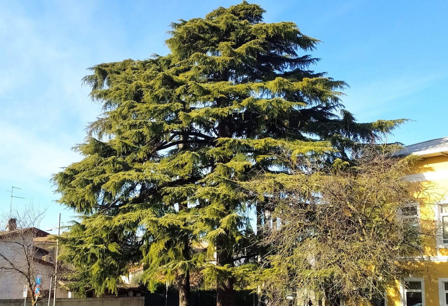 Immagine per San Canzian, 30mila euro dalla Regione per la valorizzazione degli alberi monumentali