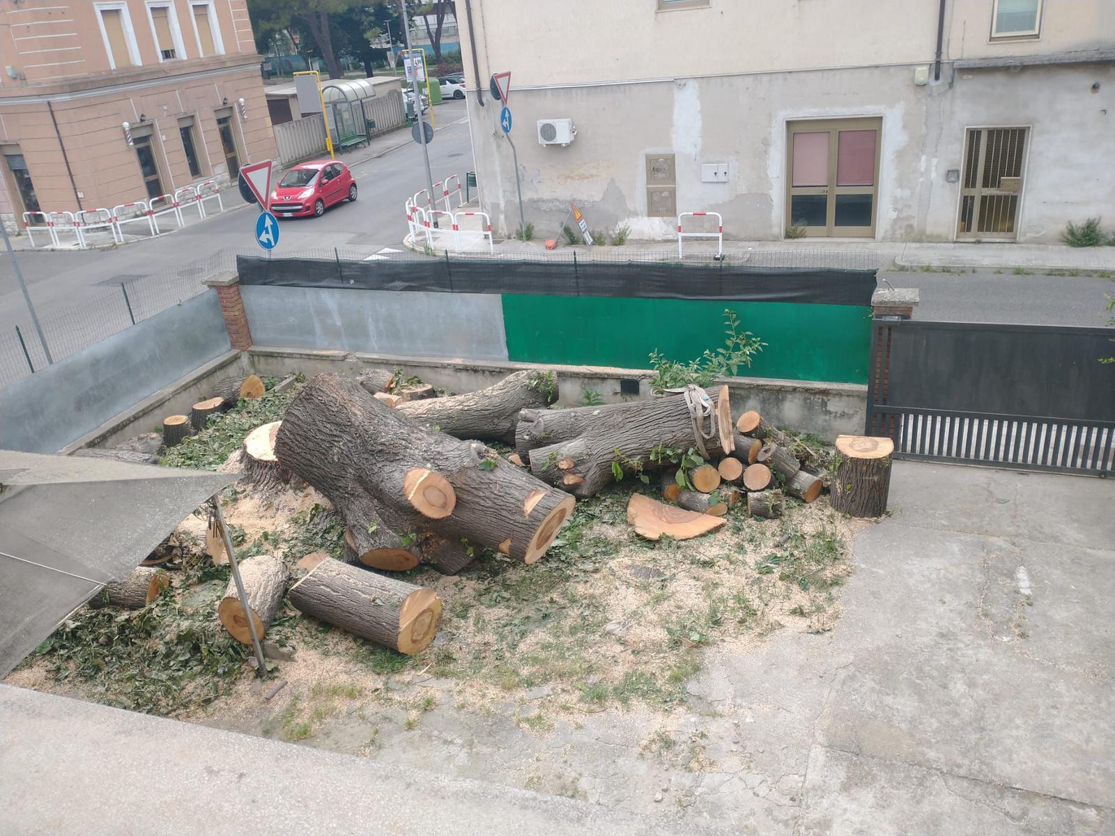Immagine per Tagliato un albero in via Garibaldi a Monfalcone, protesta di Legambiente