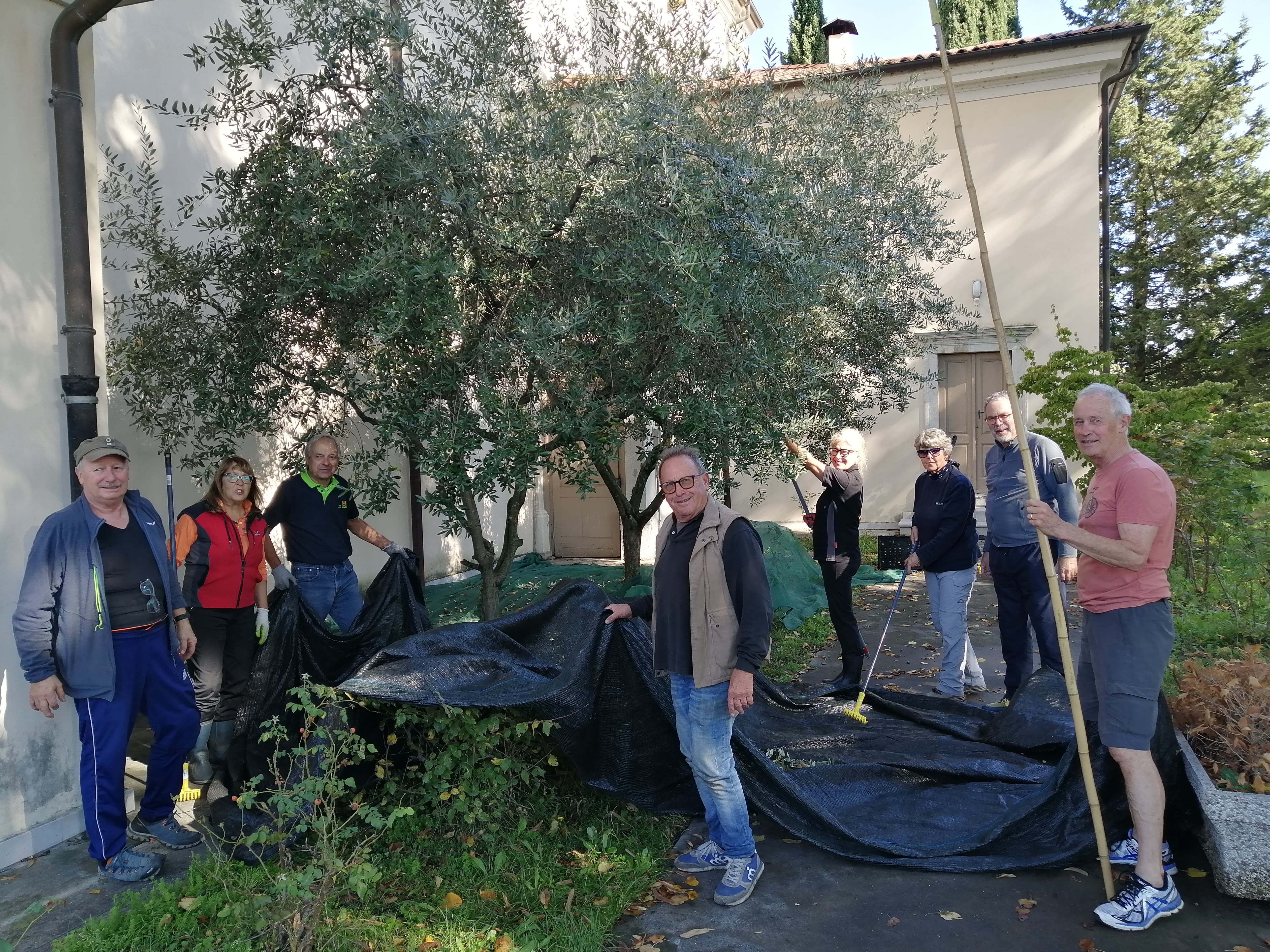 Immagine per Olive e ulivi per la solidarietà: Ronchi si mobilita per la festa dell’Oio Novo