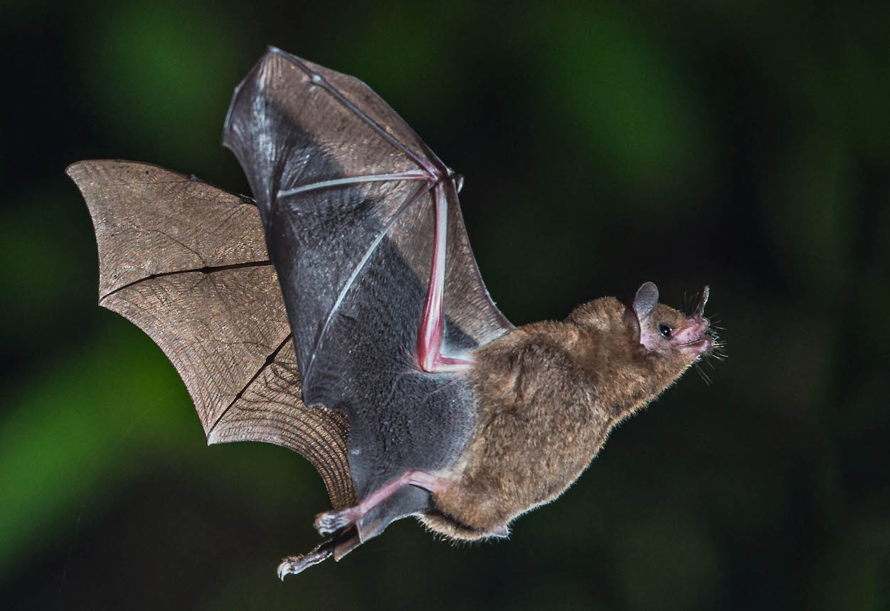 Immagine per Alla scoperta dei pipistrelli, una notte al castello di Branik per ammirarli