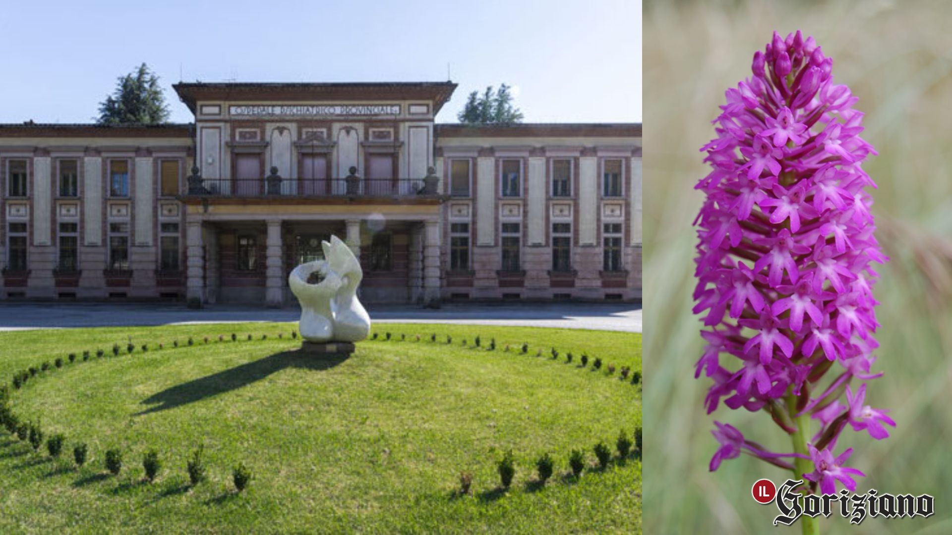 Gorizia, orchidee scoperte dentro Parco Basaglia: Legambiente chiede tutele