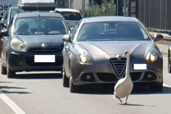 Immagine per Cigno a spasso tra strade e auto ad Aquileia, vigili del fuoco lo salvano