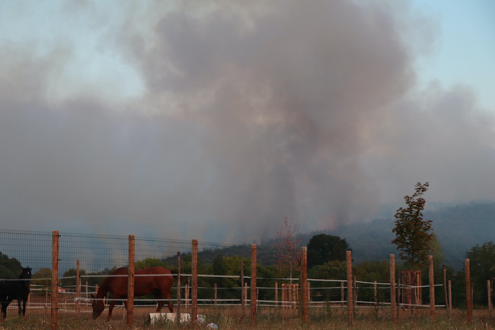 Animali in balia dell'incendio sul Carso, corsa di solidarità a Savogna