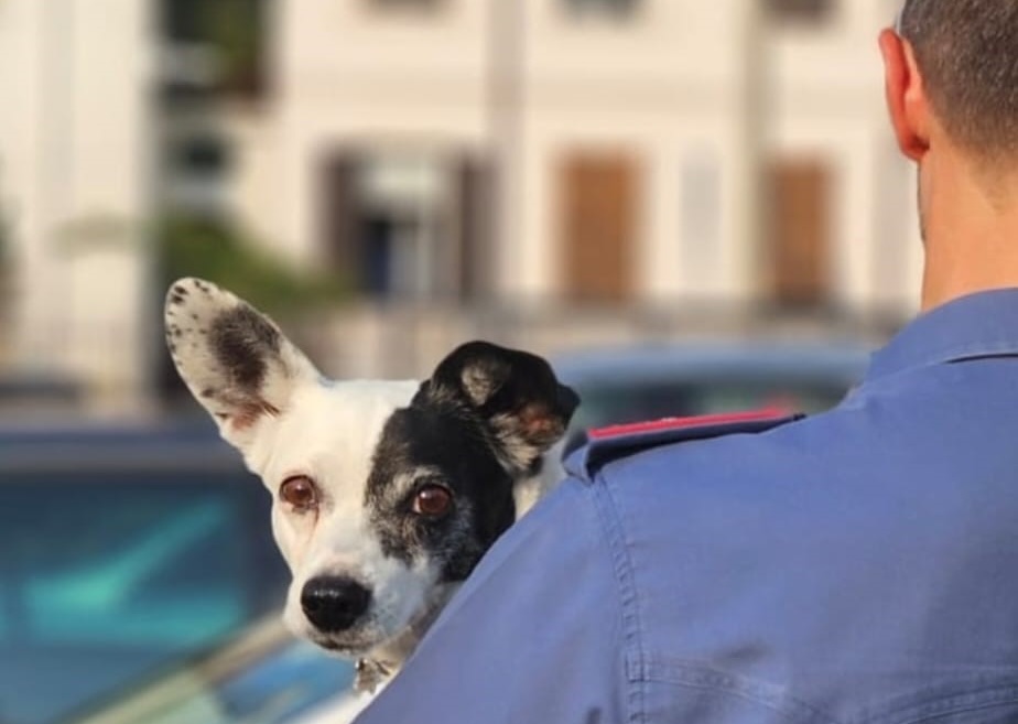 Immagine per Lasciano il cane in auto e vanno a bere l'aperitivo, due turisti denunciati a Gorizia
