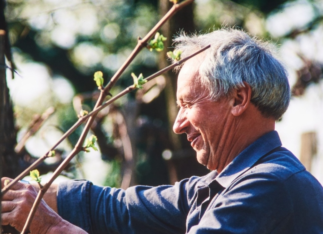 Immagine per Addio a Edi Simčič, pioniere del mondo vino del Collio sloveno: aveva 91 anni