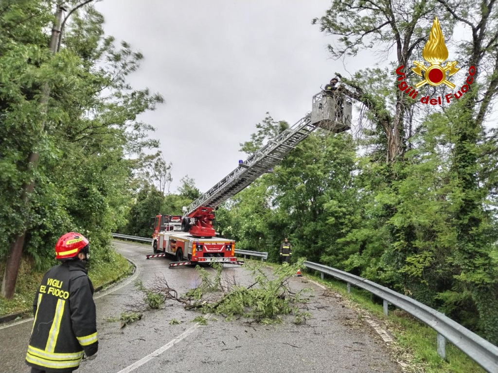 Immagine per Raffiche di vento, oltre 100 chiamate in Fvg: alberi a terra a Gorizia