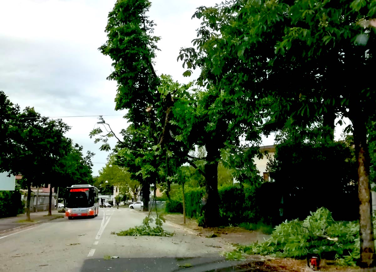 Maltempo, forti raffiche di vento a Gorizia: grossi rami caduti in strada