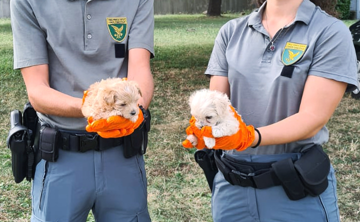 Cuccioli sequestrati a Lignano, 11 cagnolini portati al Centro fauna di Terranova