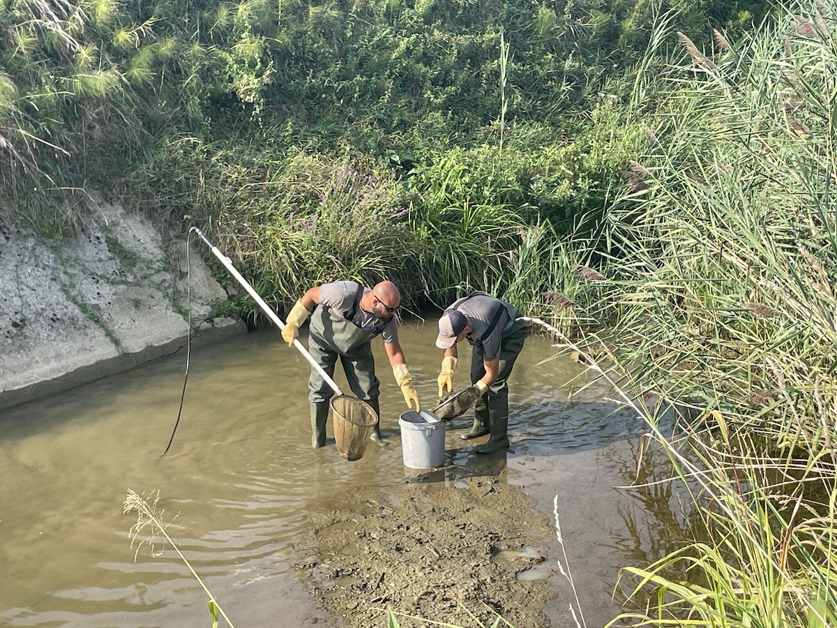 Immagine per Corsi d'acqua sempre più secchi e caldi nel Preval, 500 pesci salvati dal rio Barbucina