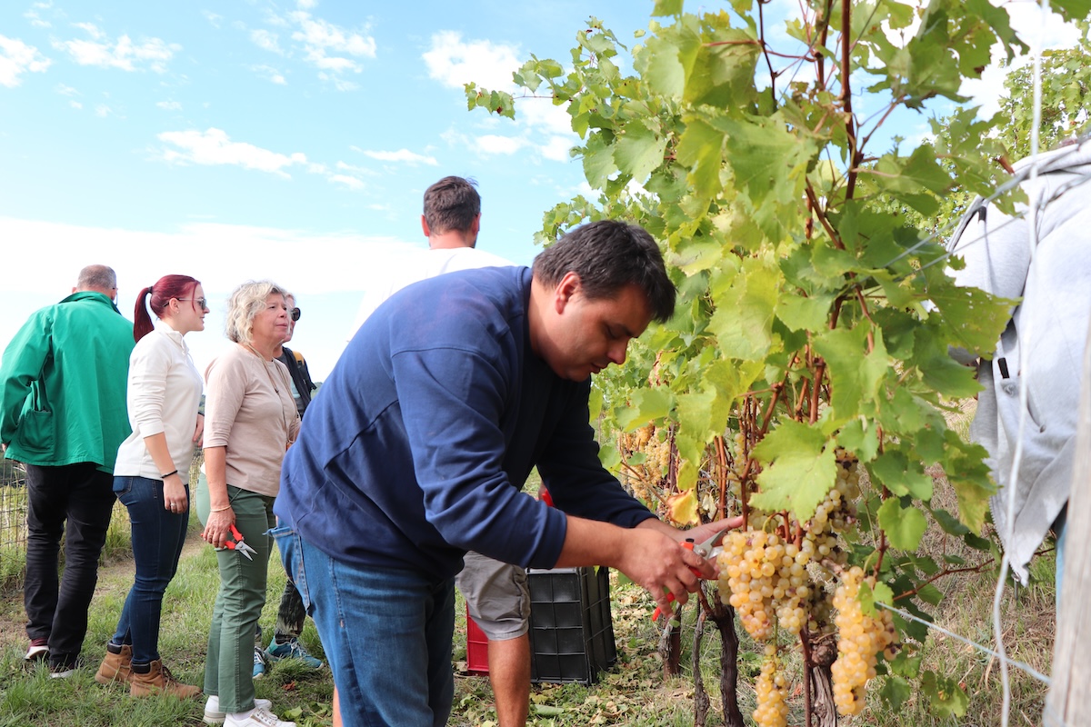 Immagine per Vendemmia solidale con l'Unione ciechi, grappoli e Ribolla tra le viti di Oslavia