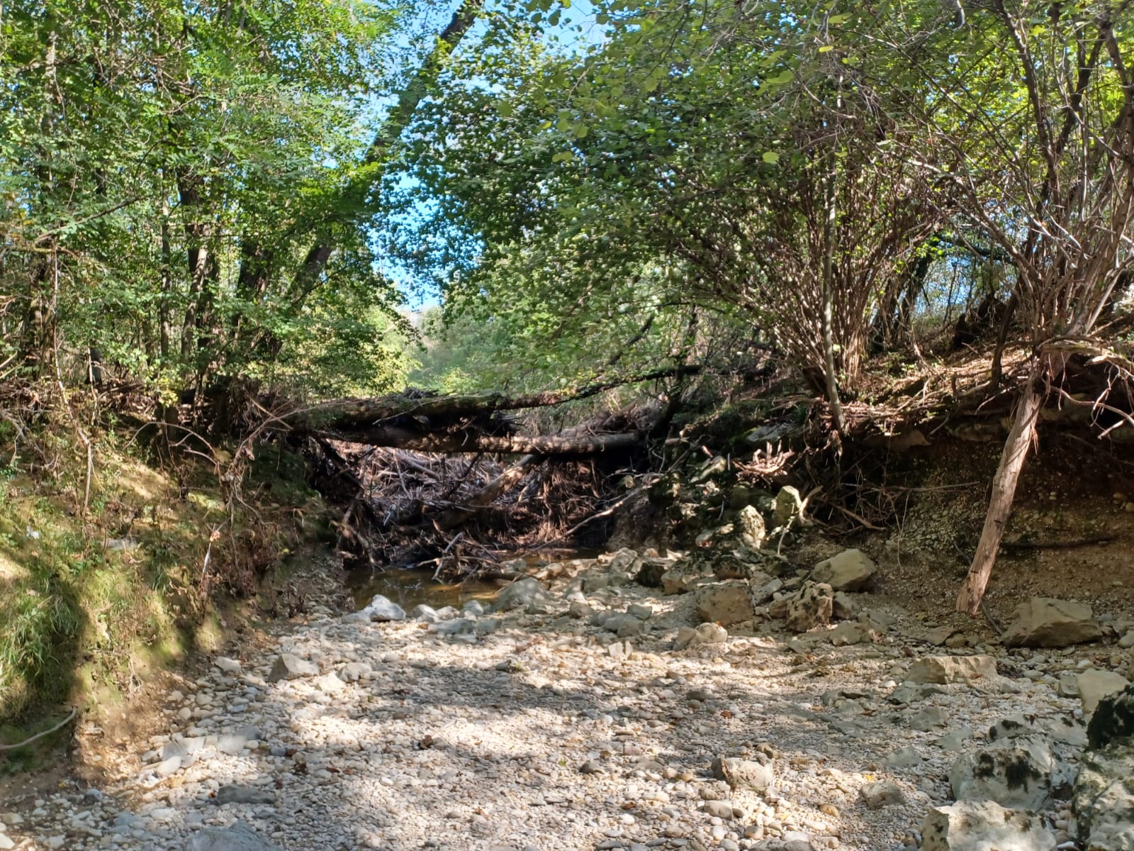 Immagine per Grosso albero caduto sul Corno a Chiopris, fondi per la sicurezza di fiumi e torrenti